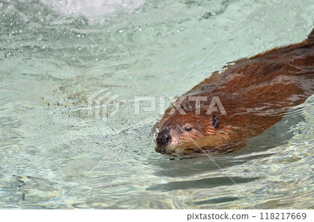 A baby American beaver swimming gracefully at Hinotonton Zoo (Hamura City Zoological Park) 118217669
