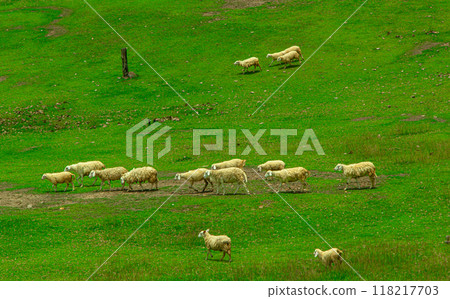Sheeps in a meadow on green grass 118217703