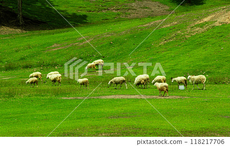 Sheeps in a meadow on green grass 118217706