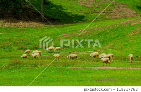 Sheeps in a meadow on green grass 118217768