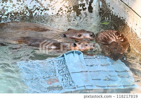 Twin baby American beavers and their parents, Hinotonton Zoo (Hamura City Zoological Park) 118217819