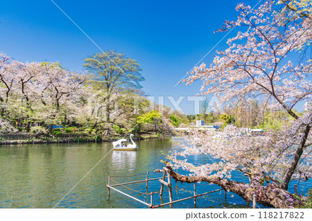 [Tokyo] Cherry blossoms in full bloom at Inokashira Park; people enjoying boating 118217822