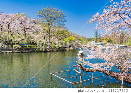 [Tokyo] Cherry blossoms in full bloom at Inokashira Park; people enjoying boating 118217823