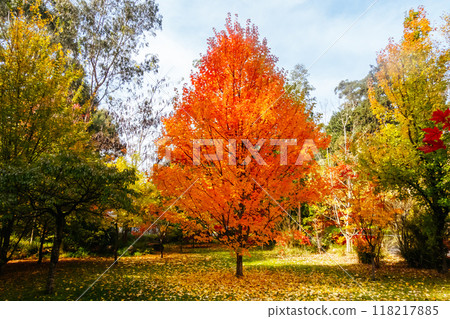 Warburton Autumn Gardens in Australia 118217885