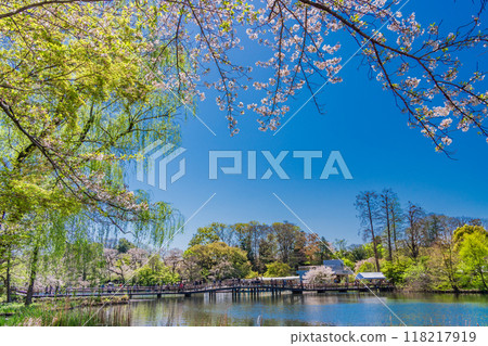 【東京】井之頭公園櫻花盛開 118217919
