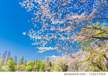 [Tokyo] Cherry blossoms in full bloom at Inokashira Park 118217920