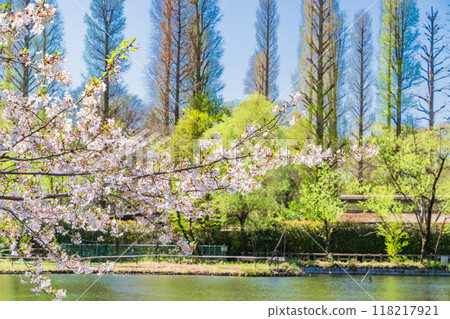 [Tokyo] Cherry blossoms in full bloom at Inokashira Park 118217921