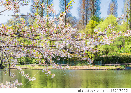 [Tokyo] Cherry blossoms in full bloom at Inokashira Park 118217922
