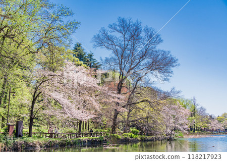 [Tokyo] Cherry blossoms in full bloom at Inokashira Park 118217923