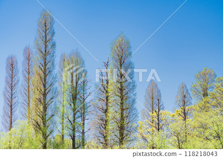 [東京]井之頭公園的新綠 118218043