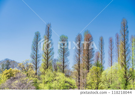 [東京]井之頭公園的新綠 118218044