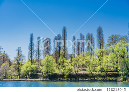 [東京]井之頭公園的新綠 118218045