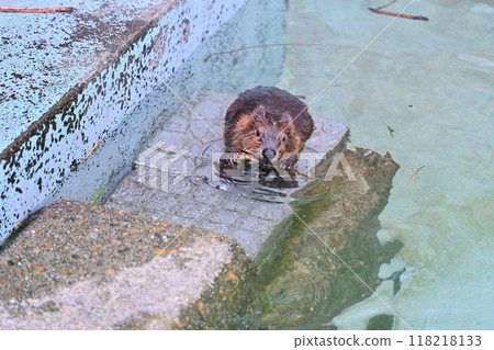 A cute baby American beaver holding a precious branch in its mouth - Hinotonton Zoo (Hamura City Zoological Park) 118218133