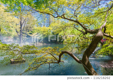 [Tokyo] View of Bentenjima in Inokashira Park 118218202