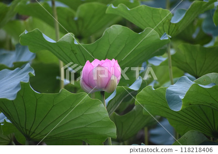 町田市藥師池公園的荷花田，天氣太熱了 118218406