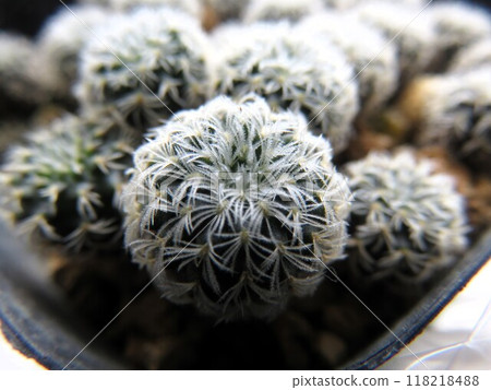 仙人掌寶寶 118218488