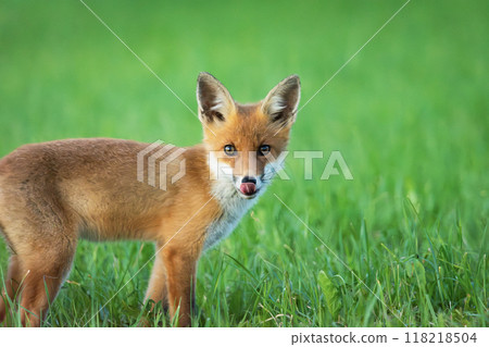A young fox in the grass A young fox in the grass 118218504