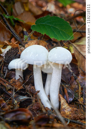 Hygrophorus eburneus 118218511