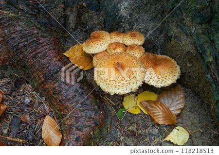 Pholiota squarrosa Pholiota squarrosa 118218513