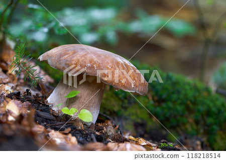 Boletus edulis Boletus edulis 118218514