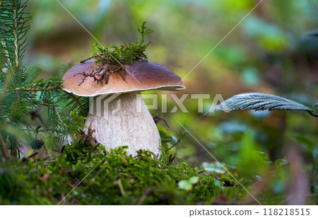 Boletus edulis 118218515