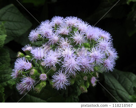 Euphorium Euphorium 118218567