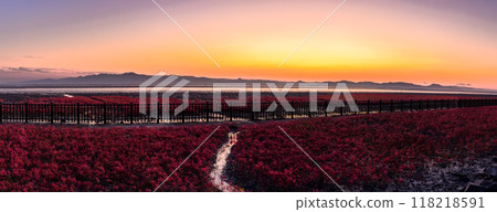 沐浴在夕陽下的火雞草景觀(turchillus)“東與日日遊客中心東佐賀市(佐賀市)” 沐浴在夕陽下的火雞草景觀(turchillus)“東與日日遊客中心東佐賀市(佐賀市)” 118218591