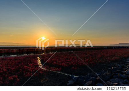 Scenery of Shichimensou (Citrus chinensis) bathed in the rays of the setting sun, at Higashiyoka Tidal Flats Visitor Center Higashisasu (Saga City) Scenery of Shichimensou (Citrus chinensis) bathed in the rays of the setting sun, at Higashiyoka Tidal Flats Visitor Center Higashisasu (Saga City) 118218765