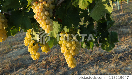 Bunches of ripe white grapes hang from lush green vines in a tranquil vineyard under bright summer sun. Agriculture of Spain Bunches of ripe white grapes hang from lush green vines in a tranquil vineyard under bright summer sun. Agriculture of Spain 118219647