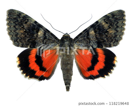 Red butterfly moth with an colorful pattern on its wings Catocala deducta isolated on transparent, close-up, macro. Design element. Noctuidae, collection butterflies, insects. Red butterfly moth with an colorful pattern on its wings Catocala deducta isolated on transparent, close-up, macro. Design element. Noctuidae, collection butterflies, insects. 118219648