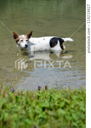 Sleepy Jack Russell Cooling Off in Crystal Clear Lake during hot summer day 118219827