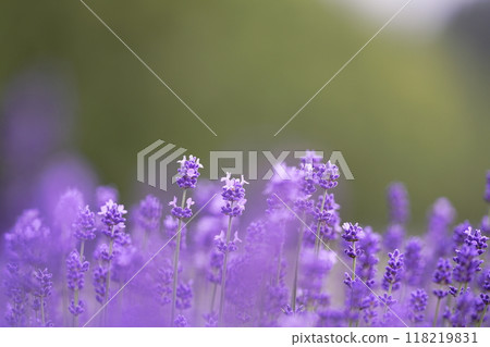 薰衣草 118219831