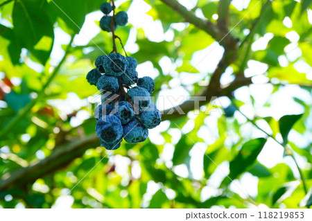 Blueberries growing on a blueberry tree are starting to rot after being exposed to too much sun. Blueberries growing on a blueberry tree are starting to rot after being exposed to too much sun. 118219853