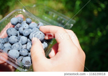 I went blueberry picking with my 5th grade son during summer vacation. A child picking the blueberries he picked. 118220018