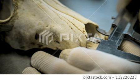 Close up shot of measuring bone of ancient human or animal 118220223