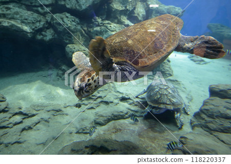 Loggerhead turtle (Nagoya Port Aquarium, Nagoya City, Aichi Prefecture) 118220337