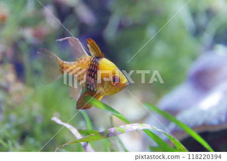 名古屋港水族館的熱帶魚 118220394