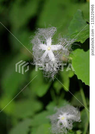 A mysterious flower that blooms at night 118220466
