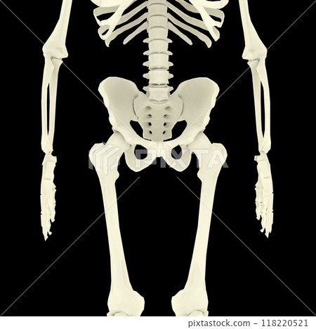 human hips skeleton on black background 118220521