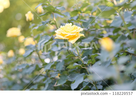 Rose flowers (Tsurumai Park, Nagoya City, Aichi Prefecture) 118220557