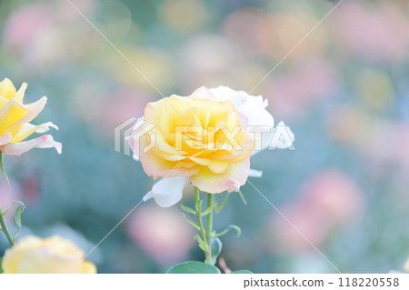 玫瑰花（愛知縣名古屋市鶴舞公園） 118220558