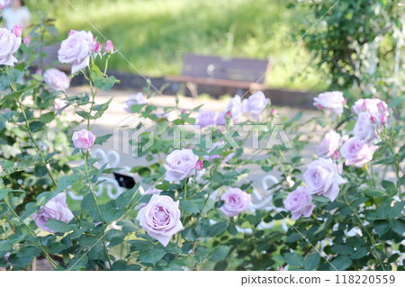Rose flowers (Tsurumai Park, Nagoya City, Aichi Prefecture) 118220559