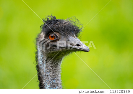 A striking close-up of an emu showcases its unique features. The bird's distinctive facial structure, vibrant eye, and textured feathers stand out against a lush green backdrop. A striking close-up of an emu showcases its unique features. The bird's distinctive facial structure, vibrant eye, and textured feathers stand out against a lush green backdrop. 118220589