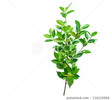 Cut out of Ficus benjamina leaves with clipping paths on a white background. The detailed structure and lush foliage are highlighted, emphasizing the tree's natural beauty and form. Cut out of Ficus benjamina leaves with clipping paths on a white background. The detailed structure and lush foliage are highlighted, emphasizing the tree's natural beauty and form. 118220988