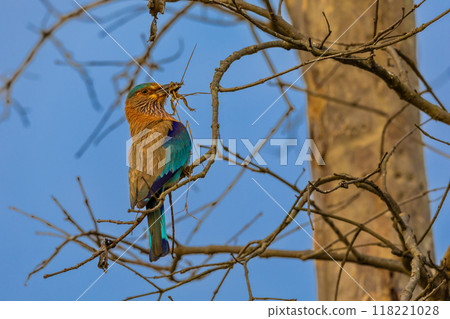 Indian Roller Perched in a Tree Eating a Frog in India 118221028