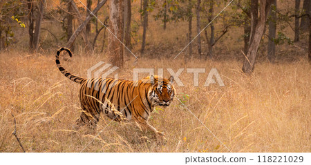 Male Bengal or Indian Tiger Walking Through Grassland in India, Panorama 118221029