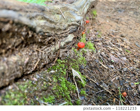 A very small red mushroom that grows near the roots of a tree. A very small red mushroom that grows near the roots of a tree. 118221233