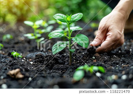 Gardeners hands in gloves planting seedling plant in garden bed in ground. Gardeners hands in gloves planting seedling plant in garden bed in ground. 118221470