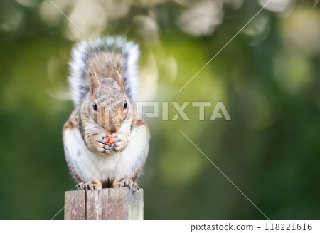 Portrait of a cute grey squirrel eating nuts on a garden fence post Portrait of a cute grey squirrel eating nuts on a garden fence post 118221616