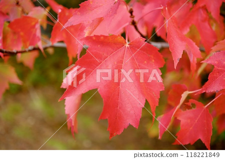 Bright red maple leaves 118221849